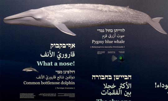 קרדיט: ג'ני כצנר