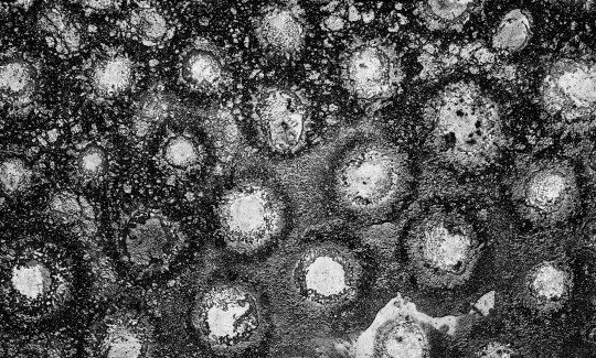 רועי כהן, שחר סיוון, כיכר