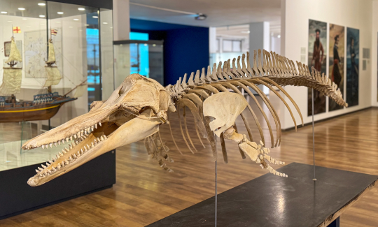 קרדיט: ג'ני כצנר