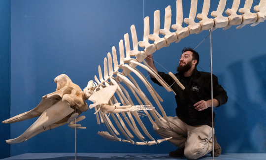 קרדיט: ג'ני כצנר