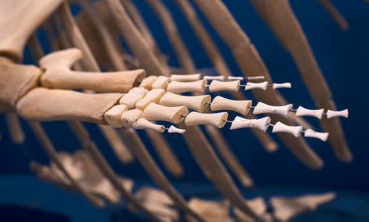 קרדיט: ג'ני כצנר