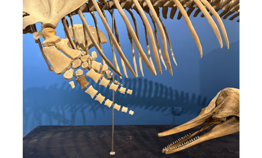 קרדיט: ג'ני כצנר