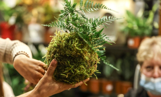 באדיבות האמנית kokedamaslove