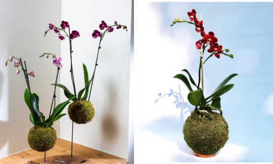 באדיבות האמנית kokedamaslove