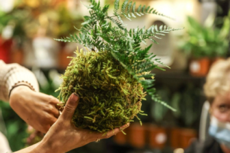 סדנת קוקדמה