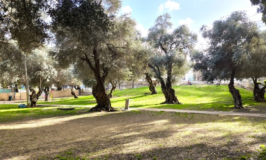 קרדיט: ליאב שופן