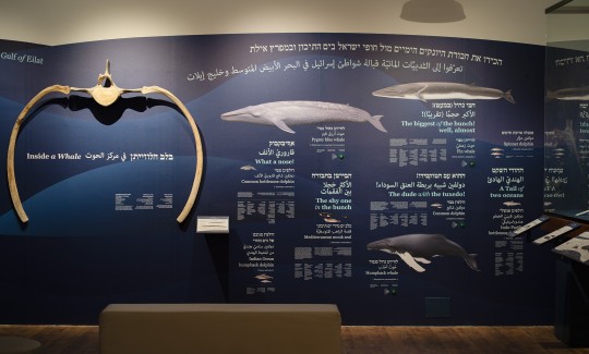 קרדיט: ג'ני כצנר