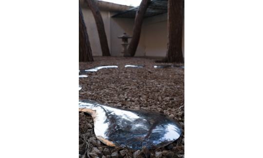 צילום: ג'ני כצנר