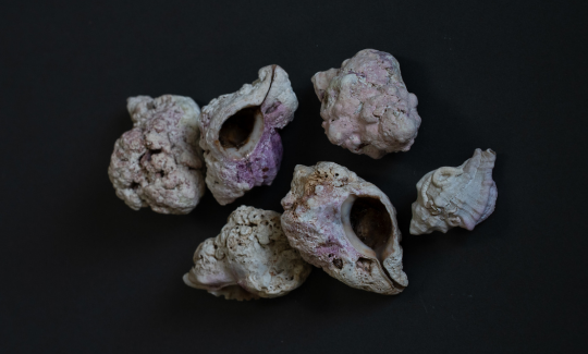 Naturally deceased Murex snails, courtesy of Prof