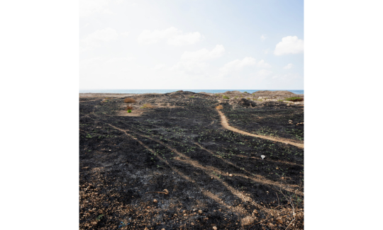 Orit Siman-Tov, Sycaminum, 2021, Archival pigme