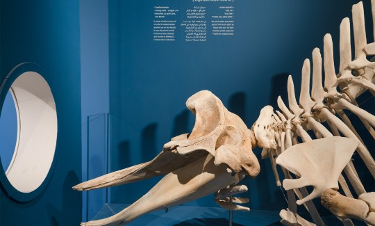 צילום: ג'ני כצנר