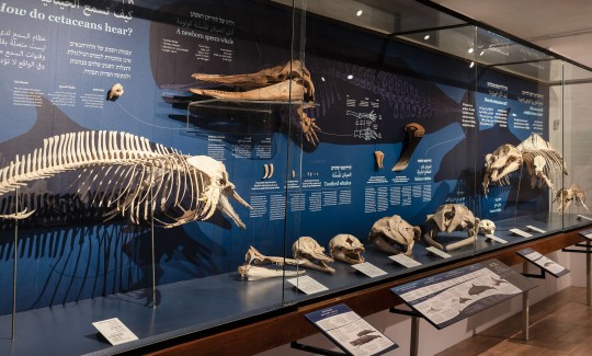 קרדיט: ג'ני כצנר