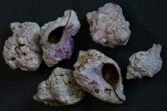 סודות הארגמן | כמוסת זמן