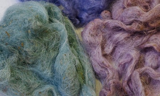 Wool Fibers dyed in shades of purple, produced