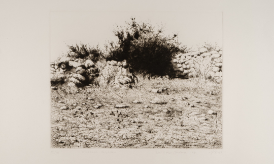 Walid abu shakra (B.Umm al-Fahm), Mintara