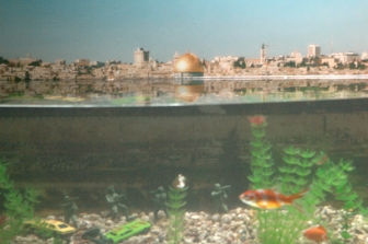 מוטי מזרחי: כלב מעורב