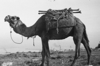 בין חיפה ליריחו הערים ההיסטוריות בתצלומיו של זאב אלכסנדרוביץ'