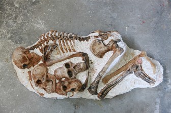 عودة إلى العجائب