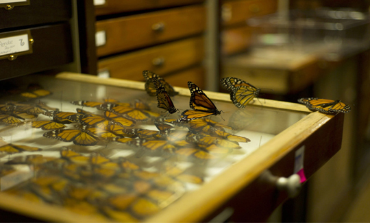 Dana Levy, The Wake, 2011, Video, 04:50 mi