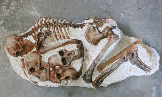 Zohar Gotesman, Hominid Conglomerate (Dream