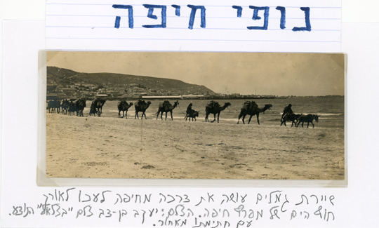 Ya'akov Ben Dov, A convoy of camels making thei