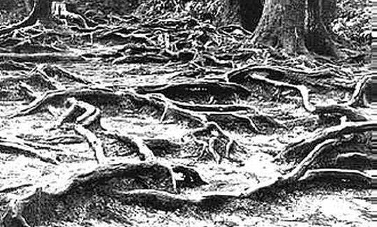 Roots of Trees, Kuramayama, Kyoto, 1992