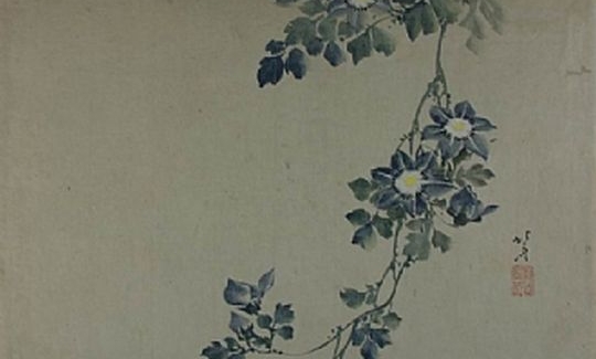 Passiflora, colour on paper, gift of Mr. Lieftinck