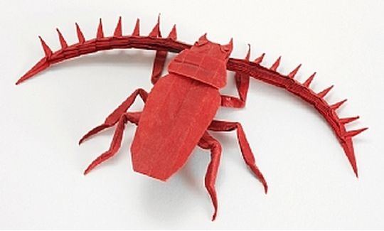 Nguyen Hung Cuong, Cyr iopalus, Vietnam, 2006