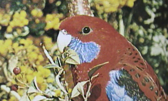 "לאמהטארו איזומי (נולד