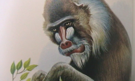 "לאמהטארו איזומי (נולד