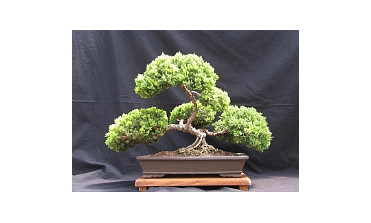 Sagi Baron, Juniper Procumbens Nana