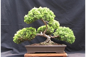 The Art of Bonsai