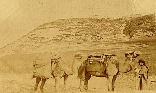 אליס אוליפנט, גמלים על רקע