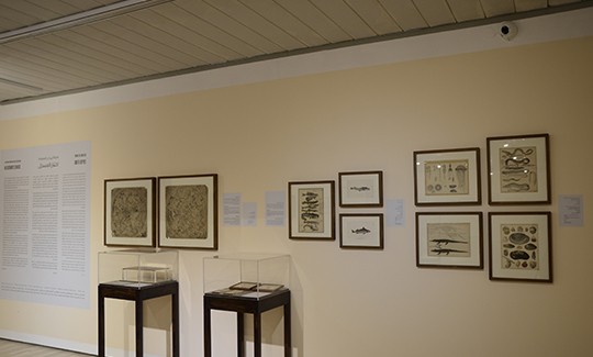 Photography: Ron Hillel