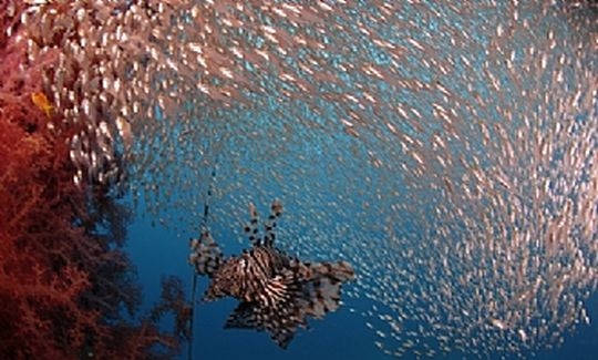 Lion-fish surrounded by a school of fish