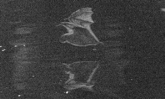 יובל חןפליטי אור, 2020באדיבות