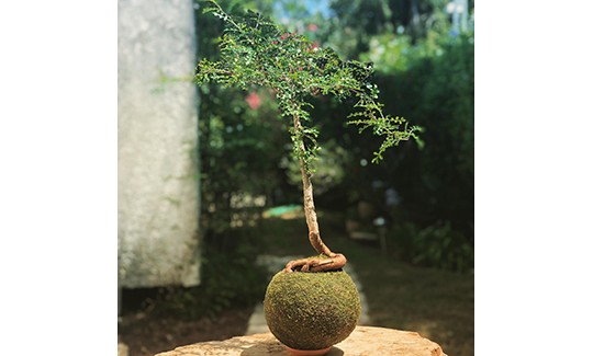 קוקדמה, צילום: רעות אגם